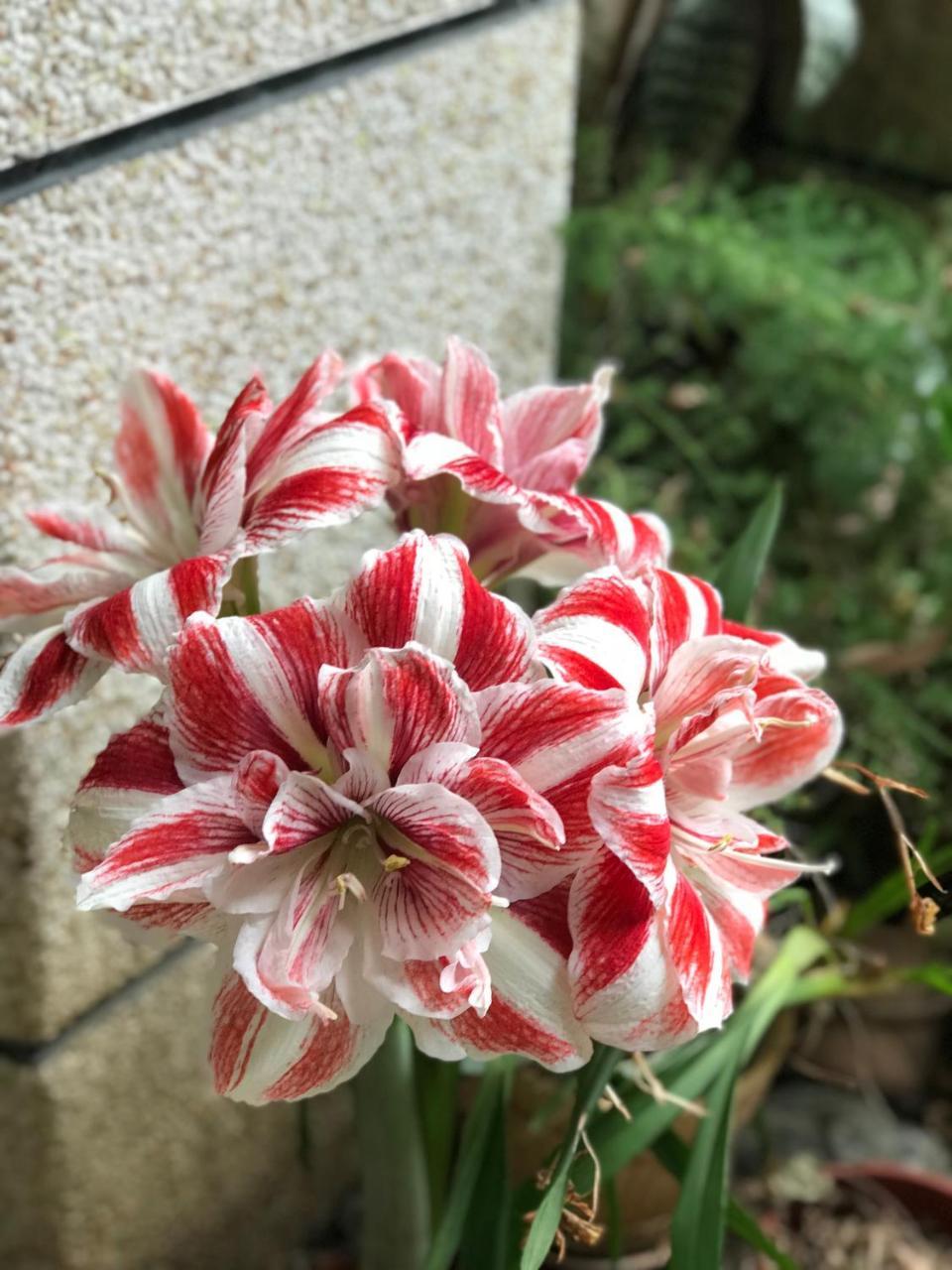 花蓮 達芙妮花園民宿 Csien Kültér fotó